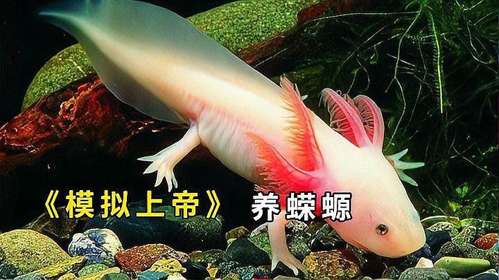小火龍魚可以與金魚混養(yǎng)嗎圖片大全