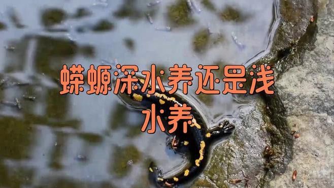 小火龍魚可以與金魚混養(yǎng)嗎圖片大全