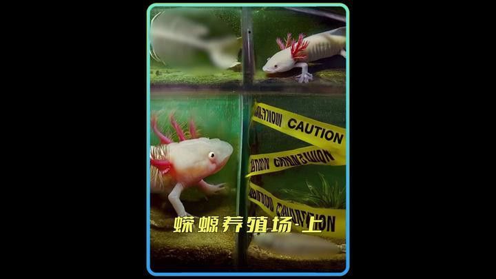 小火龍魚可以與金魚混養(yǎng)嗎圖片大全