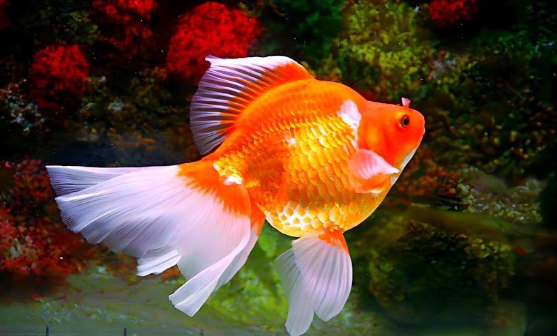小火龍魚可以與金魚混養(yǎng)嗎圖片大全