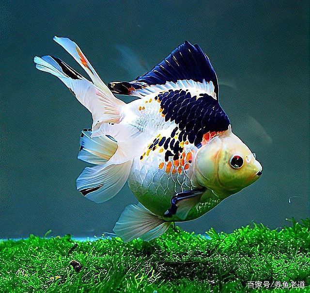 小火龍魚可以與金魚混養(yǎng)嗎圖片大全