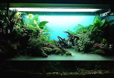 龍魚用水草背景好不好（龍魚缸中放水草有什么好處？）