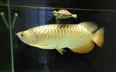 云南龍魚拉丁學名（云南有“龍魚”嗎？）