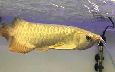 云南龍魚拉丁學名（云南有“龍魚”嗎？）