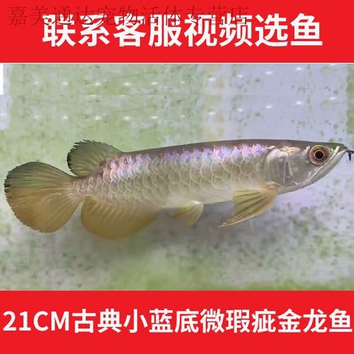 金龍魚缸燈擺放圖片