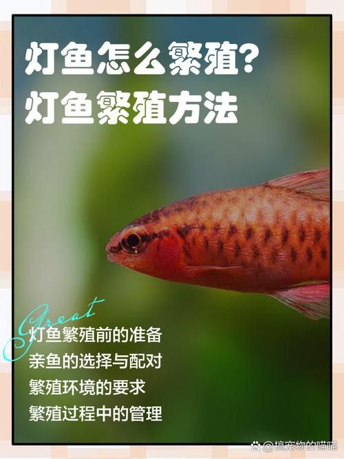 金龍魚缸燈擺放圖片