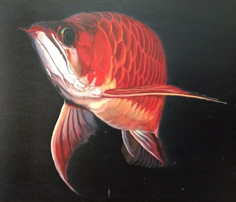 紅龍魚怎么畫小的好看又簡單（如何畫出既小巧又可愛的紅龍魚）