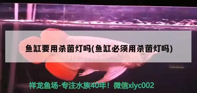 魚缸要用殺菌燈嗎(魚缸必須用殺菌燈嗎)