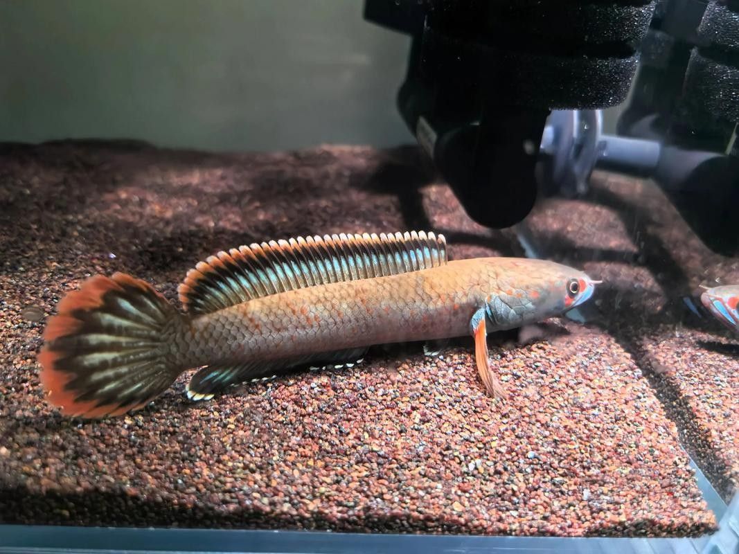 雷龍魚跟什么魚混養好看圖片