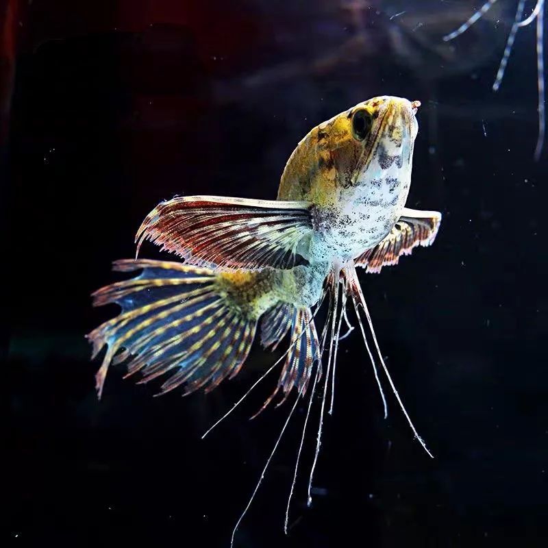 蝴蝶鯉和龍魚哪個貴（蝴蝶鯉和龍鳳哪個品種最貴蝴蝶鯉和龍鳳哪個貴）