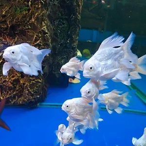 蝴蝶鯉和龍魚哪個貴（蝴蝶鯉和龍鳳哪個品種最貴蝴蝶鯉和龍鳳哪個貴）