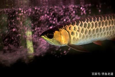龍魚(yú)要養(yǎng)多久才大魚(yú)吃飼料：關(guān)于龍魚(yú)成長(zhǎng)周期和飼料喂養(yǎng)的詳細(xì)信息