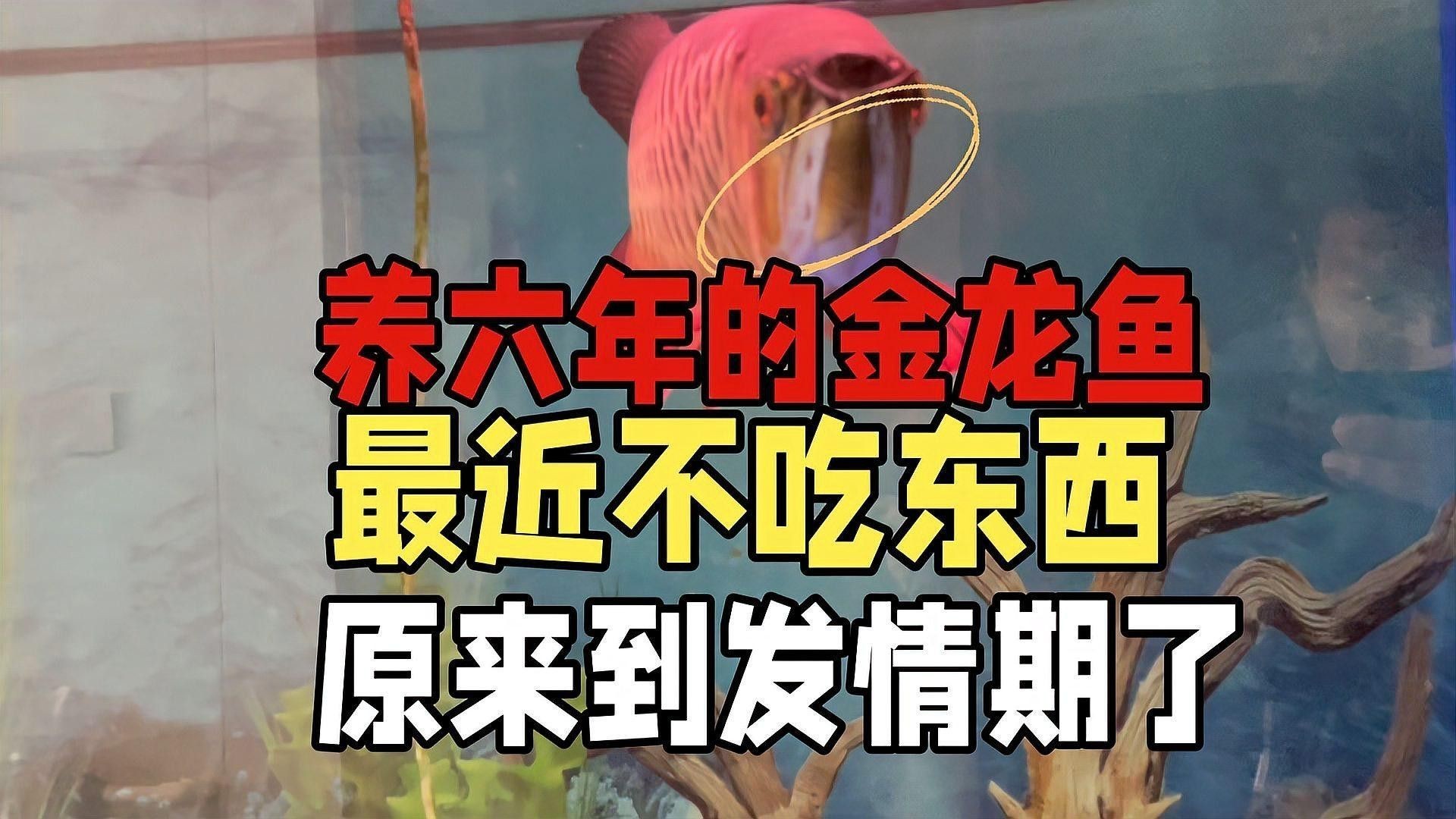 如何判斷金龍魚是否發情？