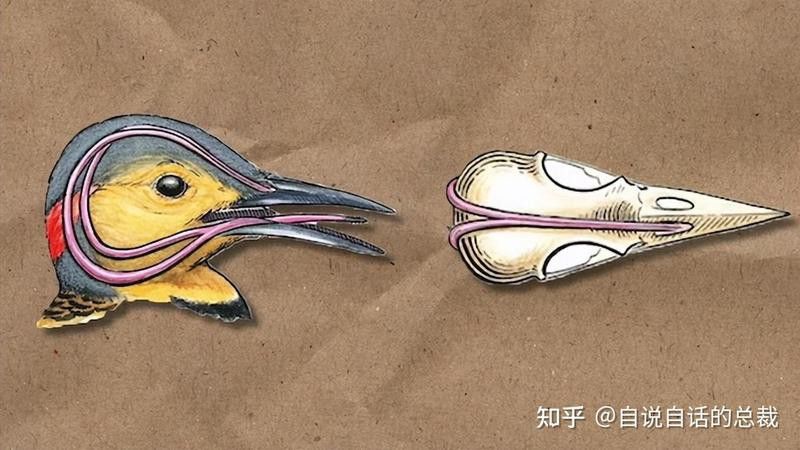 如何判斷金龍魚是否發情？