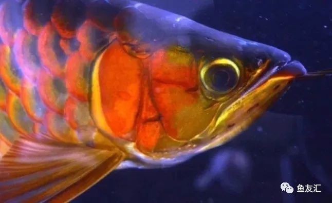 什么是兜嘴龍魚