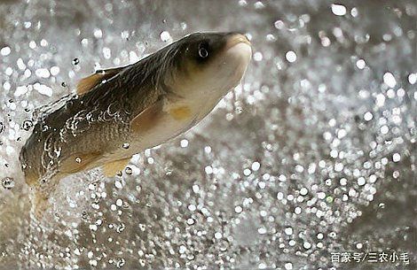 裸鯉是什么魚