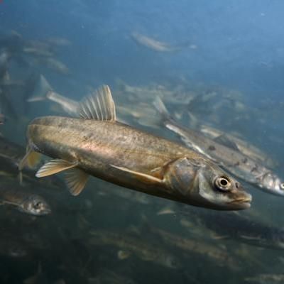 裸鯉是什么魚