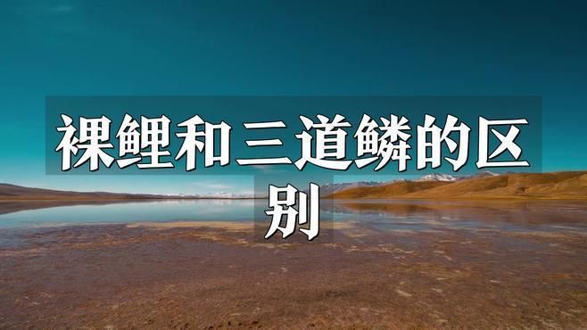 裸鯉是什么魚