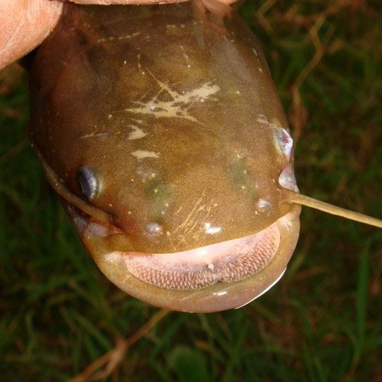 裸鯉是什么魚