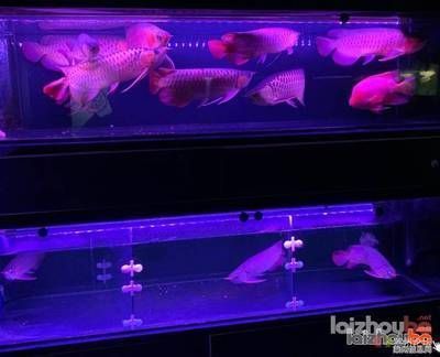 紅龍魚側燈位置（紅龍魚側燈正確擺放位置對于紅龍魚的健康和發色至關重要）