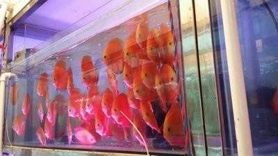 1.2米魚缸造景教程（1.2米魚缸造景風格選擇魚缸造景水草養護技巧）