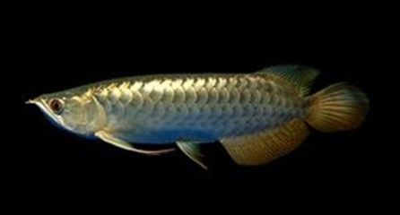 龍魚總在水面上游：龍魚在水面上游的常見原因及其對應的解決方法及解決方法