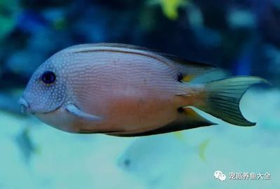 紅龍魚(yú)好不好養(yǎng)在魚(yú)缸里（養(yǎng)紅龍魚(yú)注意事項(xiàng)）