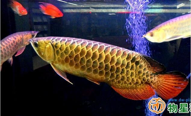 寵物金龍魚：金龍魚的養殖方法