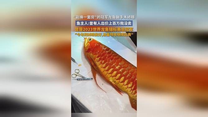 杭州龍魚搬遷最新消息視頻播放