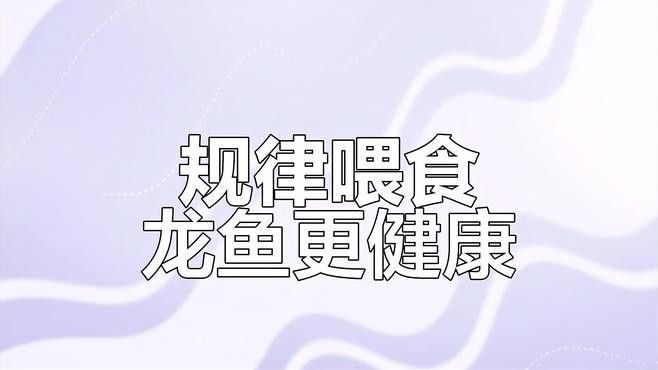 龍魚喂食的最佳時間