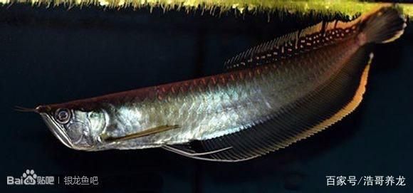 黑龍魚被稱為黑骨舌魚，是一種生活在熱帶江河湖泊中的中大型淡水魚類