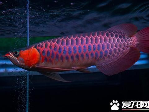 龍魚喂食大麥蟲會死嗎，龍魚喂食大麥蟲會導致死亡嗎
