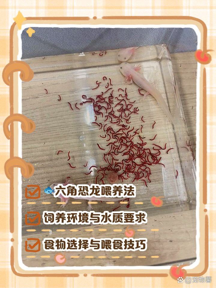 六角恐龍魚換水后多久適應