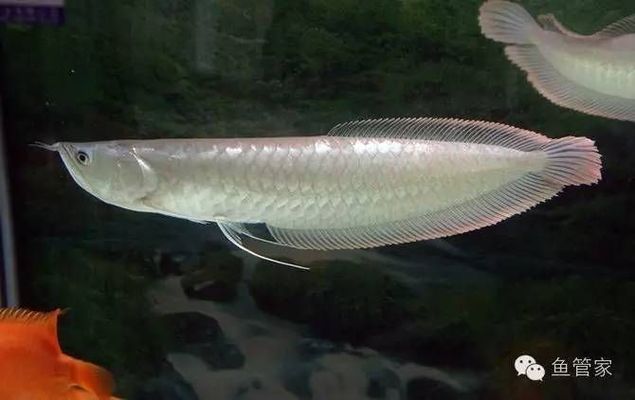 龍魚(yú)的種類(lèi)：龍魚(yú)吞食異物怎么辦