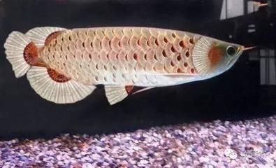 龍魚(yú)的種類(lèi)：龍魚(yú)吞食異物怎么辦