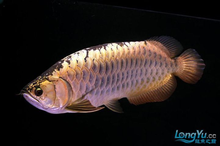 金龍魚過背高背百科：金龍魚過背和高背的區(qū)別