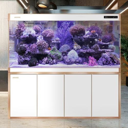 龍魚缸的過濾系統哪種最好？