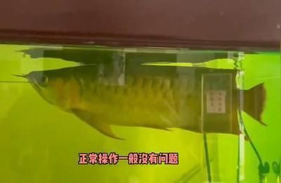 龍魚用不用殺菌燈（養(yǎng)龍魚是否需要使用殺菌燈）