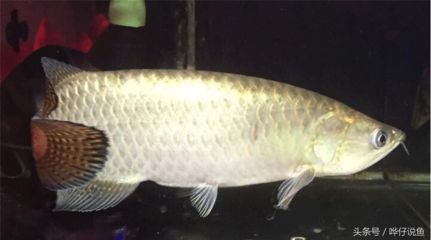龍魚的養法：龍魚吃飼料營養成分解析,
