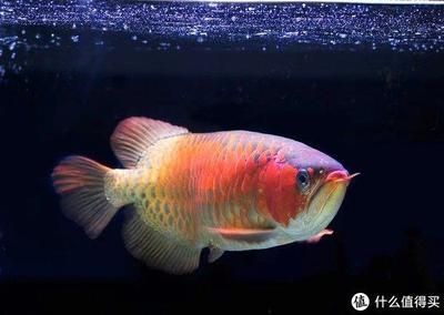 龍魚的養法：龍魚吃飼料營養成分解析,