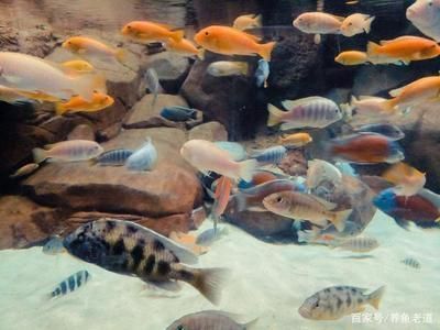 龍魚經(jīng)常撞缸會怎么樣：龍魚經(jīng)常撞缸會對龍魚健康、心理健康、心理健康、心理健康