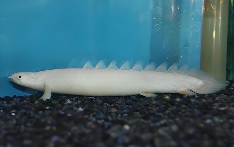 九龍魚是什么魚圖片大全視頻 龍魚百科 第24張 九龍魚是什么魚圖片大全視頻 九龍魚是什么魚圖片大全視頻 龍魚百科 第24張