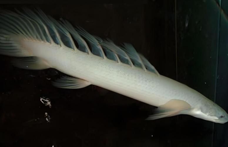 九龍魚是什么魚圖片大全視頻 龍魚百科 第27張 九龍魚是什么魚圖片大全視頻 九龍魚是什么魚圖片大全視頻 龍魚百科 第27張