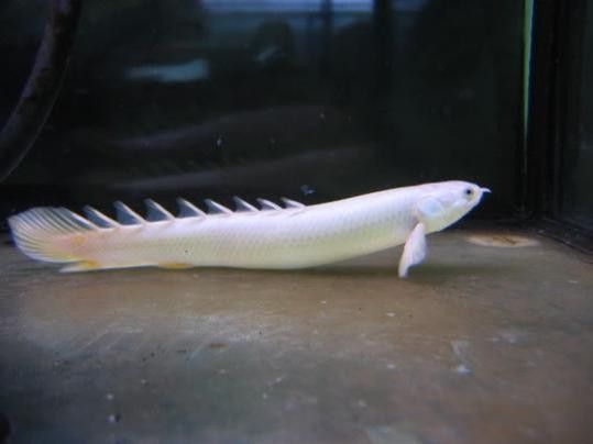 九龍魚是什么魚圖片大全視頻 龍魚百科 第30張 九龍魚是什么魚圖片大全視頻 九龍魚是什么魚圖片大全視頻 龍魚百科 第30張