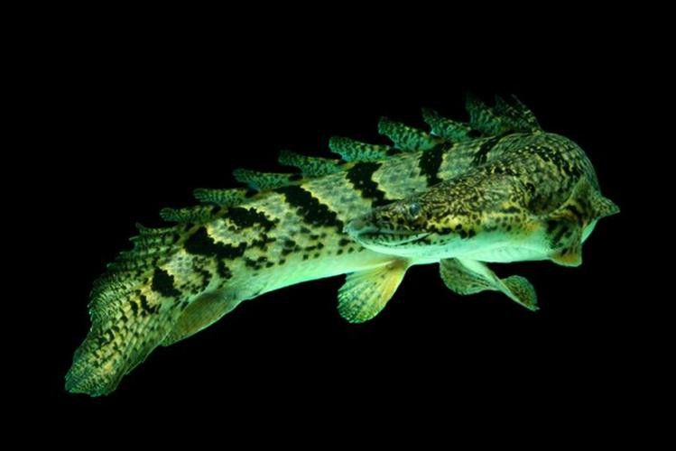 九龍魚是什么魚圖片大全視頻 龍魚百科 第29張 九龍魚是什么魚圖片大全視頻 九龍魚是什么魚圖片大全視頻 龍魚百科 第29張