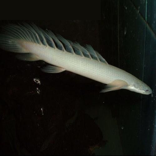 九龍魚是什么魚圖片大全視頻 龍魚百科 第32張 九龍魚是什么魚圖片大全視頻 九龍魚是什么魚圖片大全視頻 龍魚百科 第32張