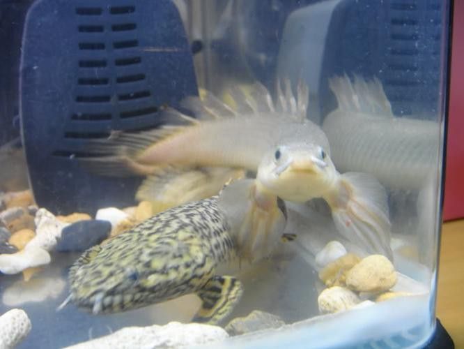 九龍魚是什么魚圖片大全視頻 龍魚百科 第31張 九龍魚是什么魚圖片大全視頻 九龍魚是什么魚圖片大全視頻 龍魚百科 第31張