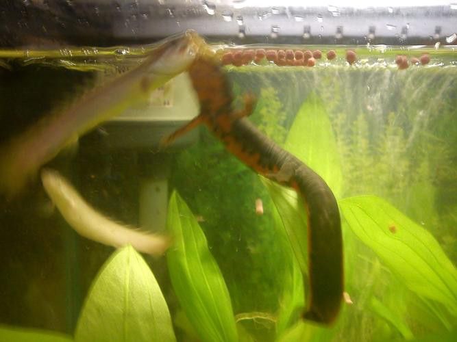 九龍魚是什么魚圖片大全視頻 九龍魚是什么魚圖片大全視頻 龍魚百科 第38張