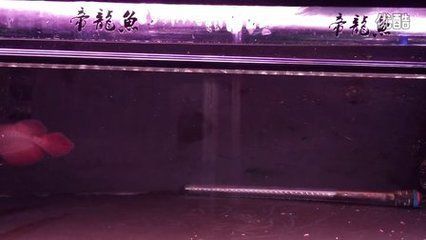 紅龍魚福龍王好養(yǎng)嗎怎么養(yǎng)（紅龍魚福龍王的養(yǎng)殖技巧）