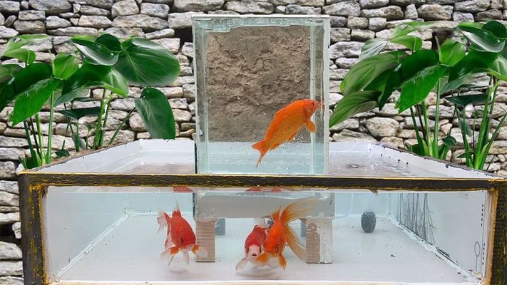 負壓魚缸原理視頻（自制負壓魚缸材料清單）